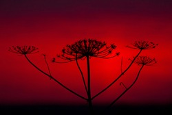 Hogweed Silhouette On The Rising Sky Background