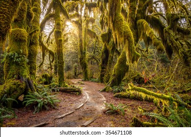 Hoh Rain Forest