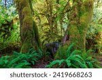 Hoh Rain Forest : Olympic National Park : WA USA