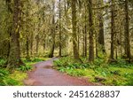 Hoh Rainforest Loop Trail in Olympic National Park at Olympic National Park, Washington State, USA