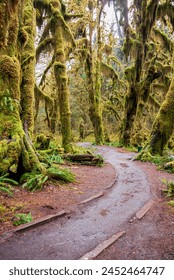 Hoh Rainforest Loop Trail in Olympic National Park at Olympic National Park, Washington State, USA