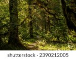 Hoh River Trail Meanders Through Thick Rainforest in Olympic National Park