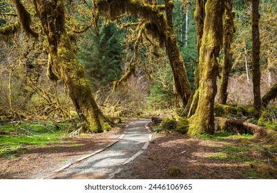 The Hoh River Trail in the Hoh Rainforest in Olympic National Park, Washington State, USA