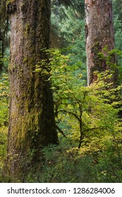 Hoh River Valley, Olympic National Park