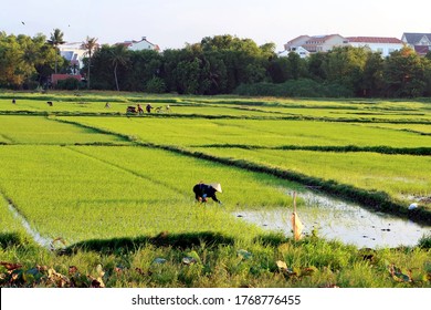 Hoi An, Vietnam, June 15, 2020: People working in the rice fields of Hoi An, Vietnam. June 2020