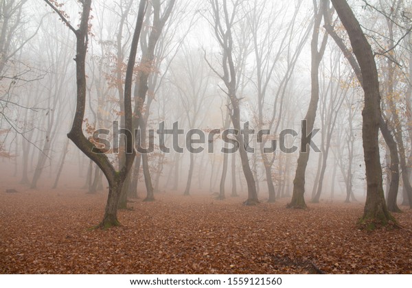 Hoia Baciu Forest Autumn Foggy Day Stock Photo Edit Now