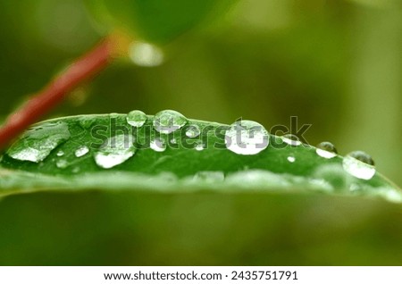 Hojas con gotas de lluvia, fotografiadas directamente en la naturaleza desde muy cerca con lente macro. Foto stock © 
