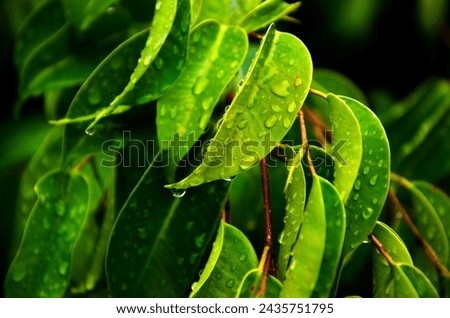 Hojas con gotas de lluvia, fotografiadas directamente en la naturaleza desde muy cerca con lente macro. Foto stock © 