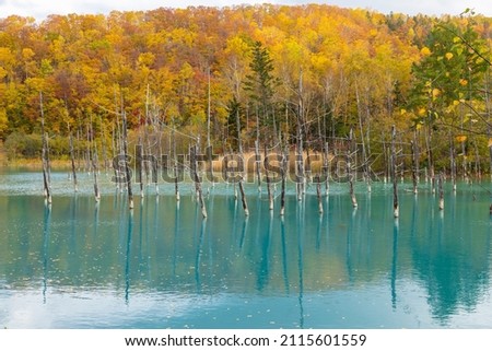 Hokkaido Biei Blue Pond Autumn Leaves