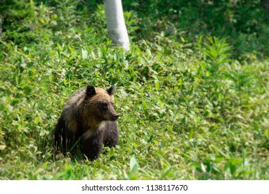 Hokkaido Bear High Res Stock Images Shutterstock