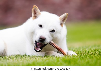 Hokkaido Dog Chewing Food Antler