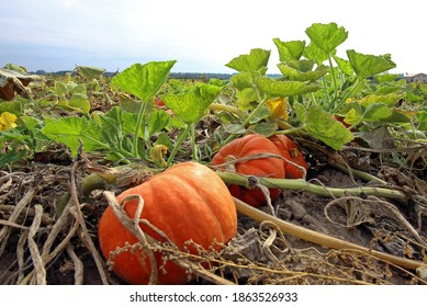 
Hokkaido Pumpkin In The Field