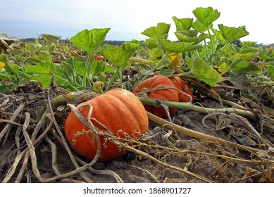 Hokkaido Pumpkin In The Field