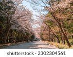 Hokkaido Shrine cherry blossom road at Maruyama park in Sapporo, Hokkaido, Japan