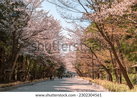 Hokkaido Shrine cherry blossom road at Maruyama park in Sapporo, Hokkaido, Japan