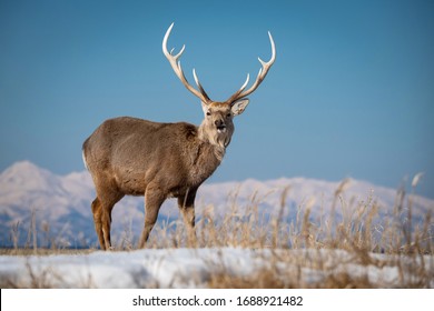 Portrait Majestic Powerful Adult Red Deer Stock Photo 88912678 ...