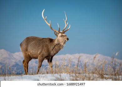 Portrait Majestic Powerful Adult Red Deer Stock Photo 88912678 ...