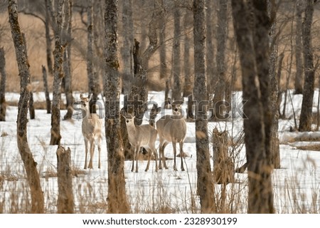 Hokkaido sika deers spotted in the Kushiro-Shitsugen National Park