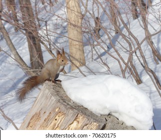 A Hokkaido Squirrel