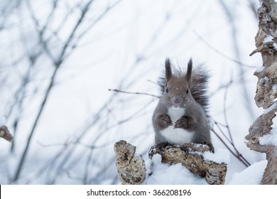 Hokkaido Squirrel in Winter mountain. - Powered by Shutterstock