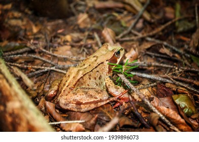 Holarctic True Frog, Pond Frog Or Brown Frog In A Forest.