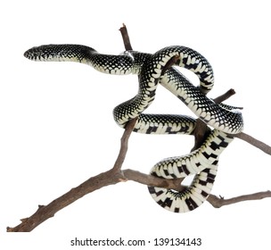 Holbrooki Speckled King Snake Isolated On White Background