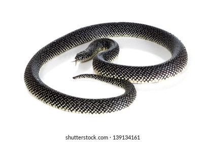 Holbrooki Speckled King Snake With Tongue Sticking Out On White Background