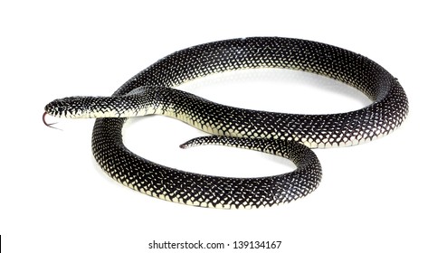 Holbrooki Speckled King Snake With Tongue Sticking Out On White Background