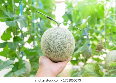 527 Japanese Melon In Green House Farm Images, Stock Photos & Vectors ...