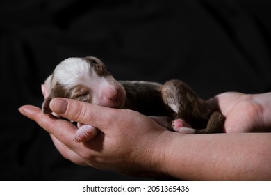 can you hold newborn puppies