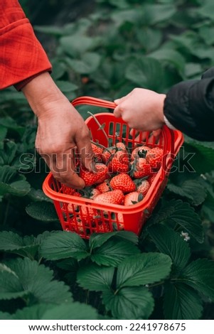 Hold strawberries in your hands
