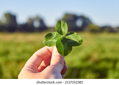 To hold in your hands a rare four-leaf clover for good luck against the background of a green meadow and a clear sky. The concept of luck and fortune.