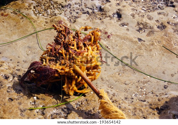 Holdfast of Bull Kelp ( Nereocystis luetkeana ) washed
ashore   Oregon coast 