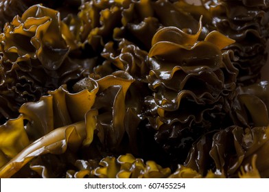 Holdfast Of Seaweed