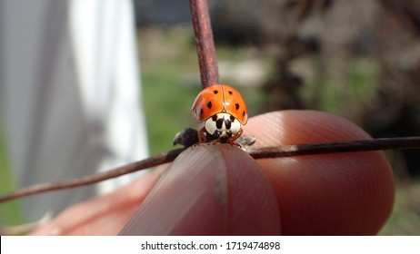 Holding Asian Lady Bug Beetle In Garden