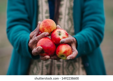 
Holding Autumn Apple In Older Women Hands.Older Woman Hand Holding Garden Apples In Sunlight. Blurry Countryside Landscape In Background.