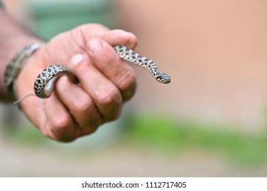 Holding A Baby Elaphe Quatuorlineata