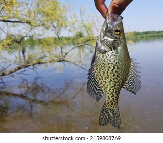Holding a beautiful crappie before being released in the water