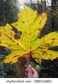 Holding A Big Leaf Maple In Autumn