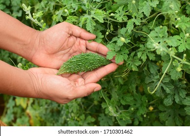 Holding Bitter Gourd at Plant. Bitter Gourd Farm. Agriculture.  - Shutterstock ID 1710301462