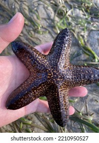 Holding A Blunt Arm Sea Star Starfish At Tide Pool