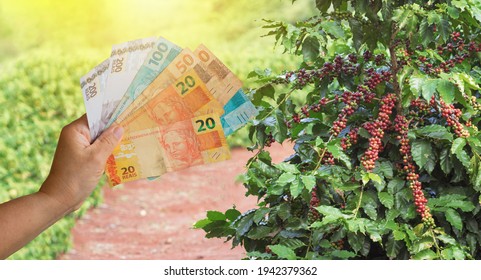 Holding Brazilian Money On The Coffee Farm Plantation Field At Sunset