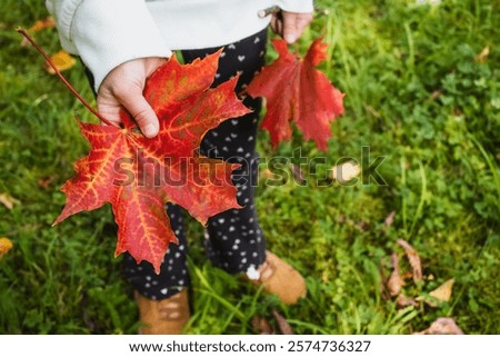 Сhild holding a bright red maple leaf in his hand in autumn day.