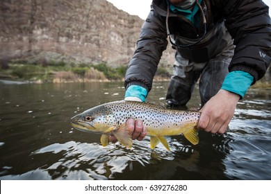 Holding Brown Trout