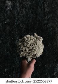 Holding a bunch of edelweiss flowers with their beauty