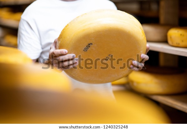 Holding cheese wheel at the\
cheese storage during the aging process. Close-up view with no\
face