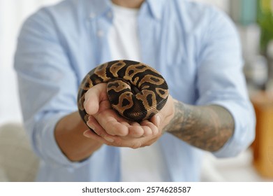 Holding Coiled Python Snake in Hands with Tattooed Arm