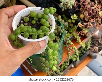 Holding a cup of String of pearls