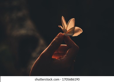 Holding A Flower Up To The Light Showing Concept Of Hope, Welcoming Spring Time, New Beginnings And Wellness In Nature