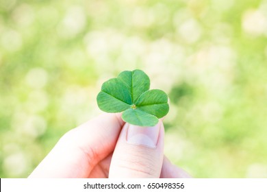 Holding Four Leaf Clover